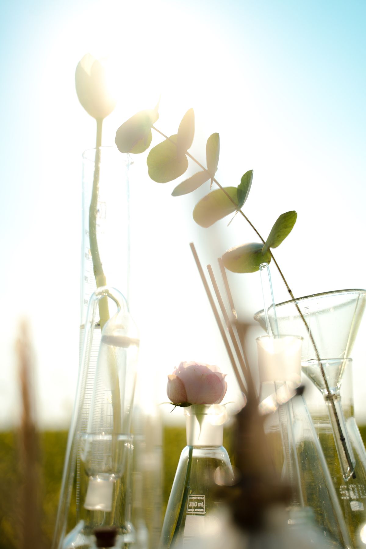 Plants growing in glass laboratory flasks